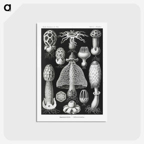 1-36_Ernst-Haeckel_postcard