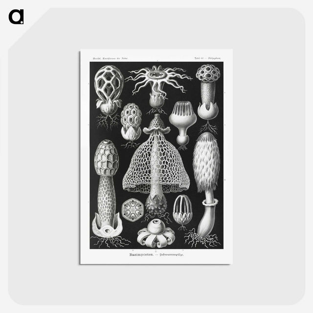 1-36_Ernst-Haeckel_postcard