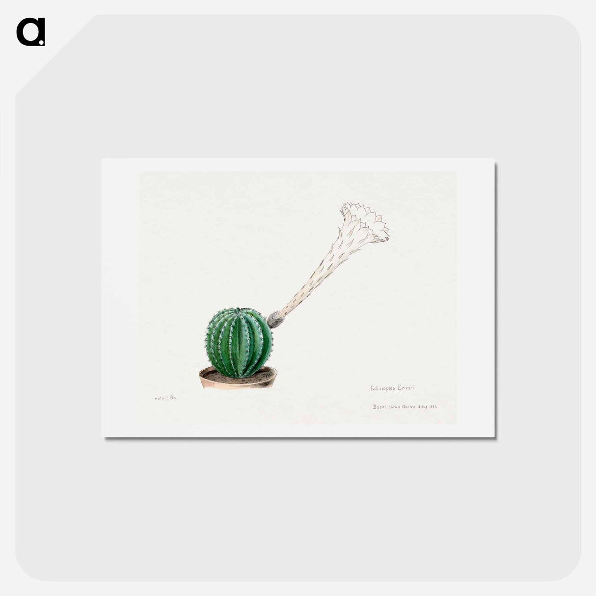 アートポストカード-Easter Lily Cactus
 - サボテン科 Postcard.