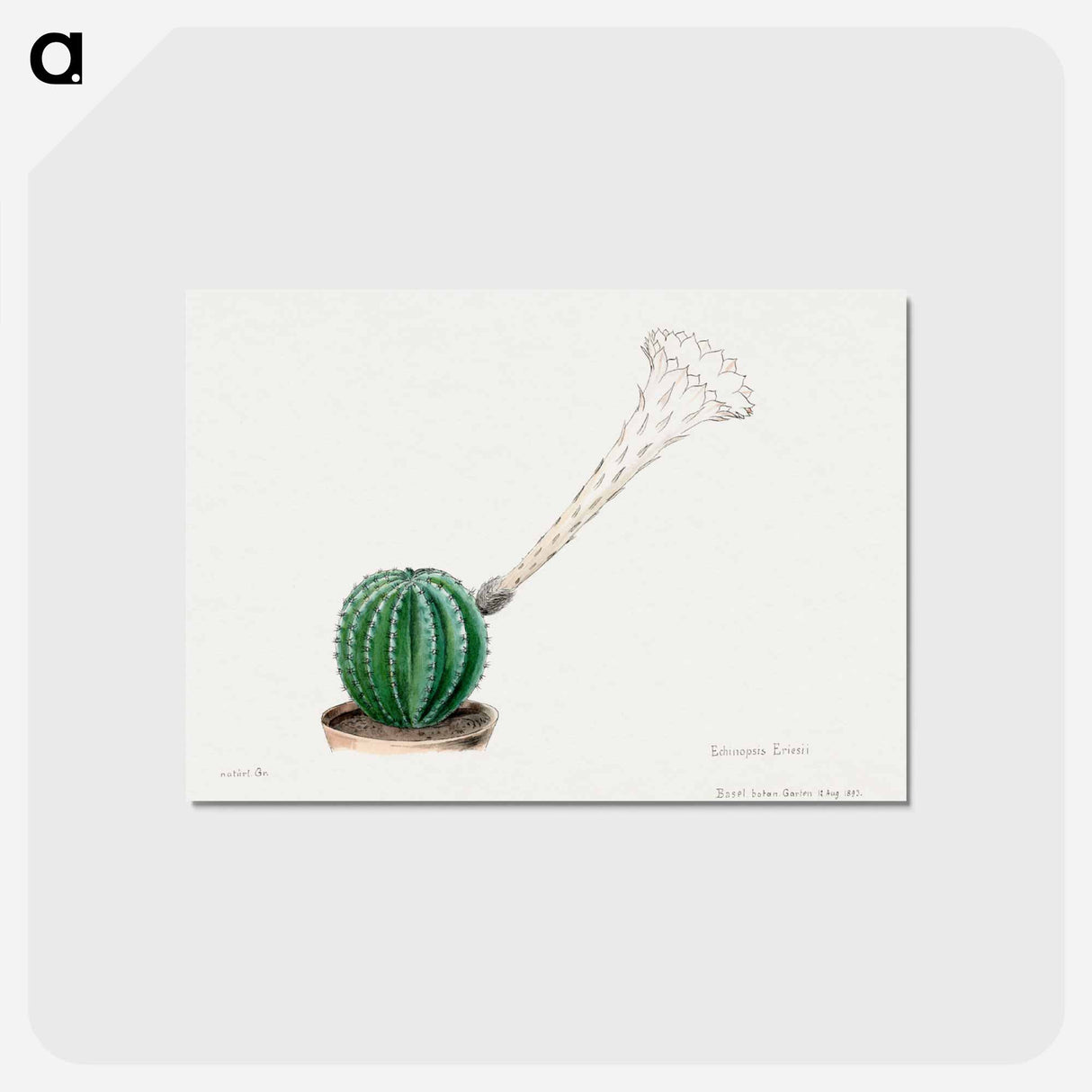 アートポストカード-Easter Lily Cactus
 - サボテン科 Postcard.