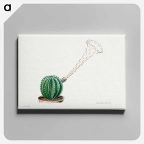 アートパネル-Easter Lily Cactus
 - サボテン科 Canvas.