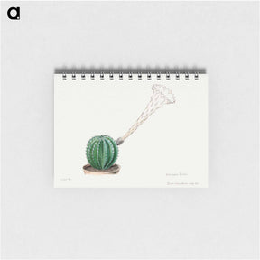 アートメモ帳-Easter Lily Cactus
 - サボテン科 Memo.