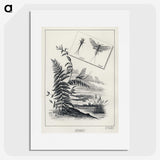 1-36_Favorite-Flies-and-Their-History_picture