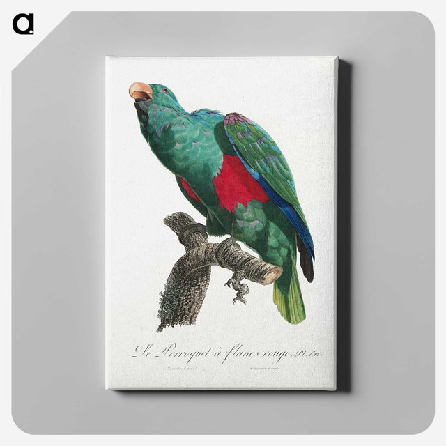 1-36_Francois-Levaillant_canvas