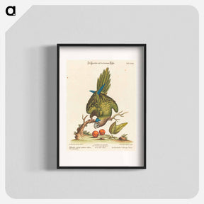 アートポスター-Psittacus Minor
 - ジョージ エドワーズ Poster.