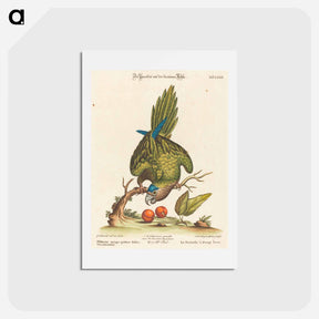 アートポストカード-Psittacus Minor
 - ジョージ エドワーズ Postcard.