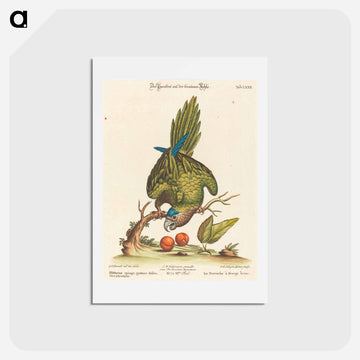 Psittacus Minor
 - ジョージ エドワーズ Postcard.