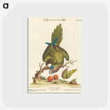 1-36_George-Edwards_postcard