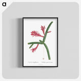 1-36_Histoire-des-Plantes-Grasses_blk-crop