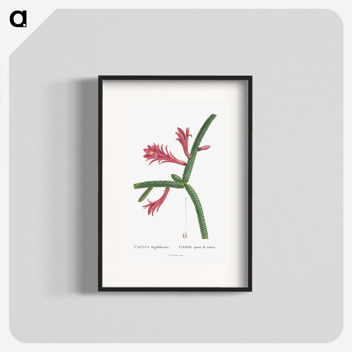 1-36_Histoire-des-Plantes-Grasses_blk