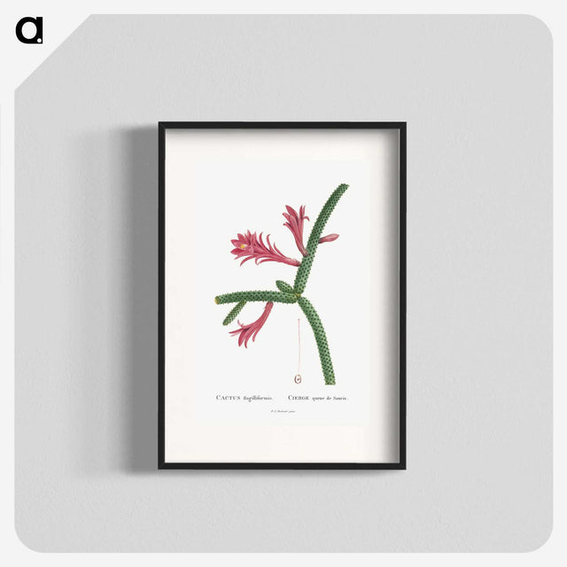 1-36_Histoire-des-Plantes-Grasses_blk