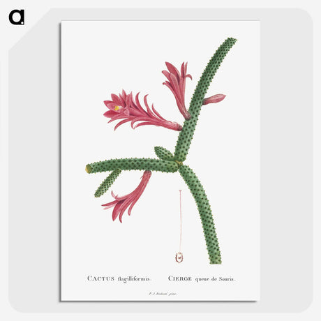 1-36_Histoire-des-Plantes-Grasses_picture-crop