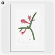 1-36_Histoire-des-Plantes-Grasses_picture