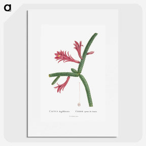1-36_Histoire-des-Plantes-Grasses_picture