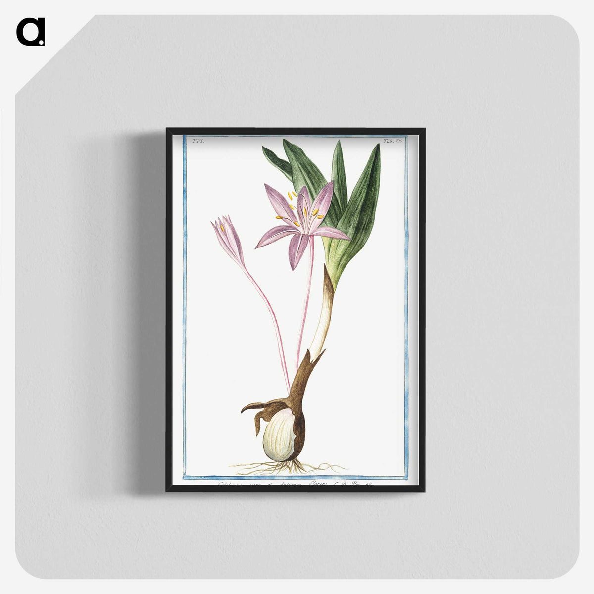 1-36_Hortus-Romanus-Botanical-Plates_blk-crop