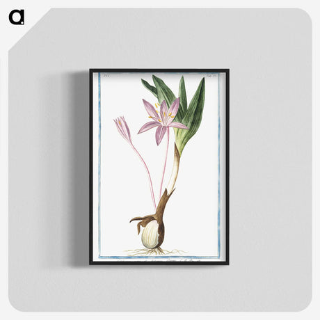 1-36_Hortus-Romanus-Botanical-Plates_blk-crop
