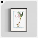 1-36_Hortus-Romanus-Botanical-Plates_blk