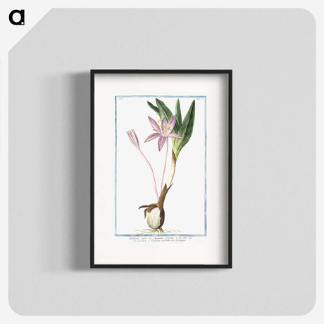1-36_Hortus-Romanus-Botanical-Plates_blk