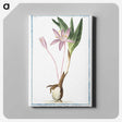 1-36_Hortus-Romanus-Botanical-Plates_canvas