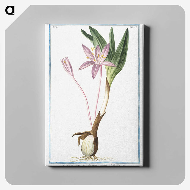 1-36_Hortus-Romanus-Botanical-Plates_canvas