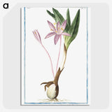 1-36_Hortus-Romanus-Botanical-Plates_picture-crop