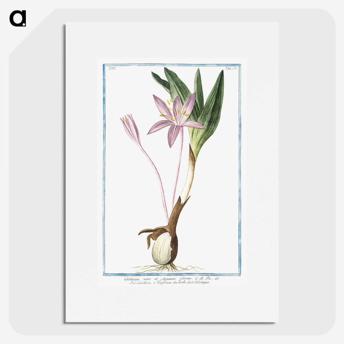 1-36_Hortus-Romanus-Botanical-Plates_picture