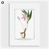 1-36_Hortus-Romanus-Botanical-Plates_picture
