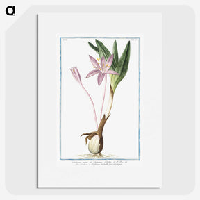 1-36_Hortus-Romanus-Botanical-Plates_picture