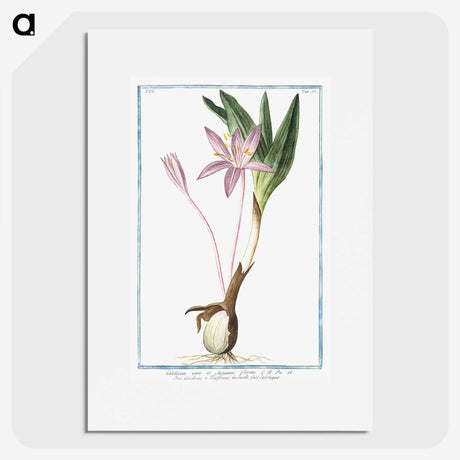 1-36_Hortus-Romanus-Botanical-Plates_picture