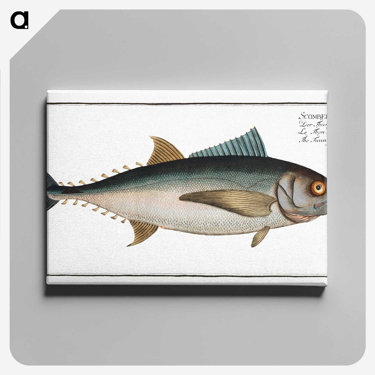 1-36_Ichtyologie-ou-Histoire-naturelle_canvas