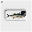 1-36_Ichtyologie-ou-Histoire-naturelle_phone