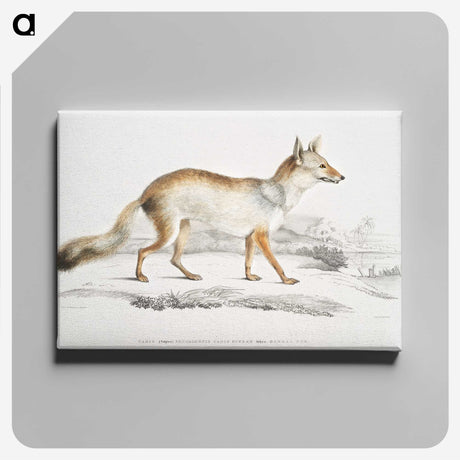 1-36_Indian-Zoology_canvas