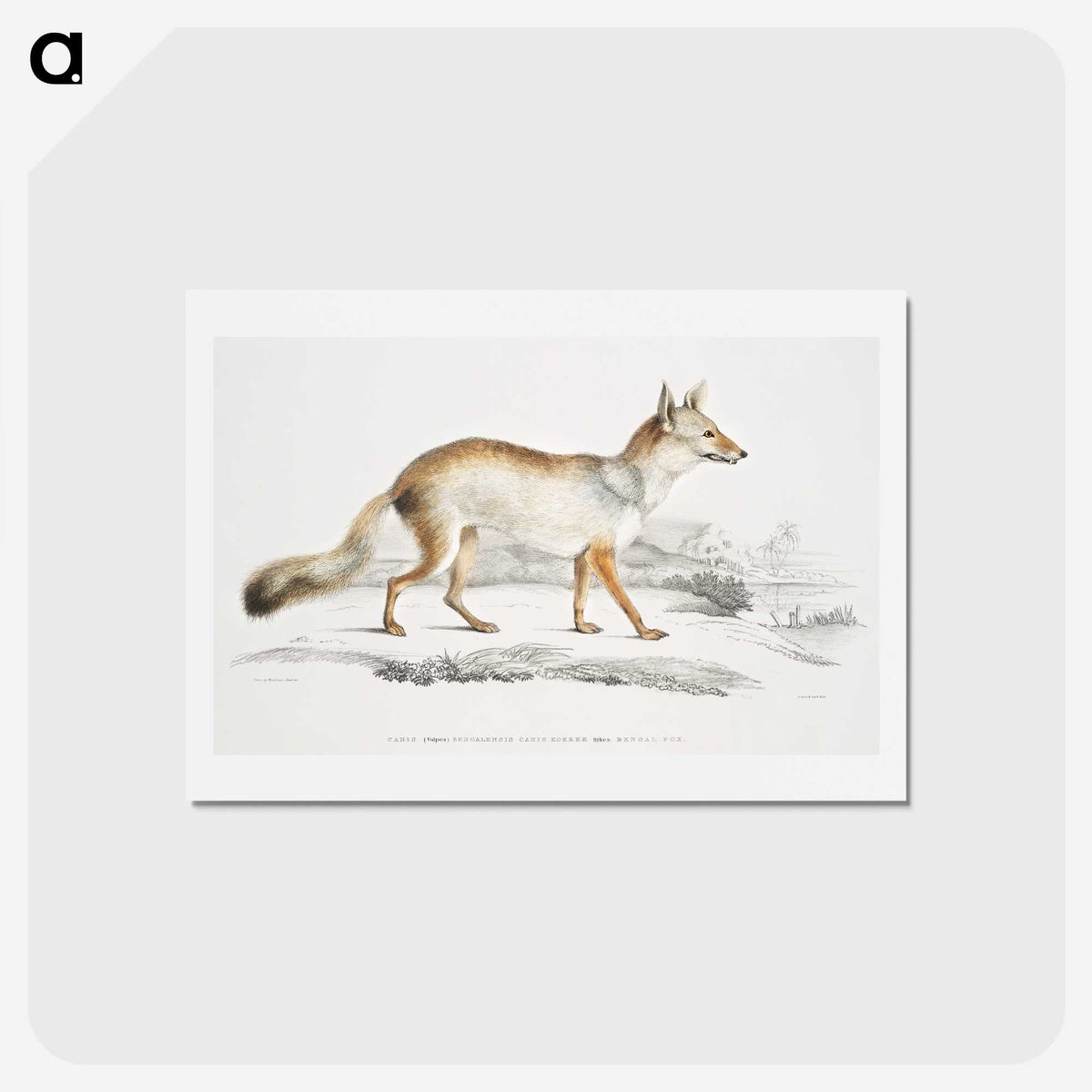 1-36_Indian-Zoology_hagaki