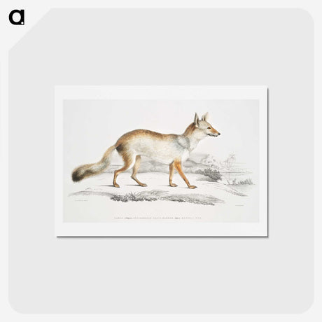 1-36_Indian-Zoology_hagaki