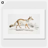 1-36_Indian-Zoology_picture