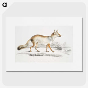 1-36_Indian-Zoology_picture