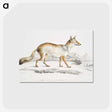 1-36_Indian-Zoology_postcard