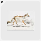 1-36_Indian-Zoology_postcard