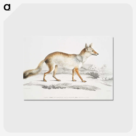 1-36_Indian-Zoology_postcard