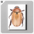 1-36_Insects-Unlocked-Project_canvas