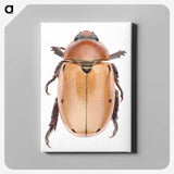 1-36_Insects-Unlocked-Project_canvas