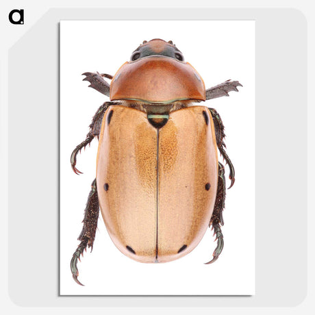 1-36_Insects-Unlocked-Project_picture-crop