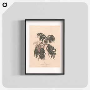 アートポスター-Cusso or Banksia Abissinica
 - ジェームス ヒース Poster.
