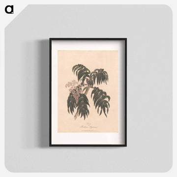 Cusso or Banksia Abissinica
 - ジェームス ヒース Poster.