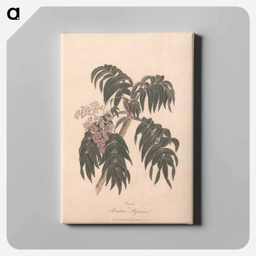 Cusso or Banksia Abissinica
 - ジェームス ヒース Canvas.