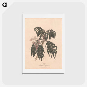 アートポストカード-Cusso or Banksia Abissinica
 - ジェームス ヒース Postcard.