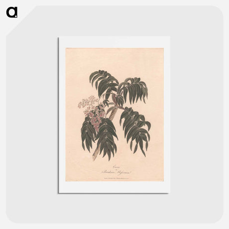 アートポストカード-Cusso or Banksia Abissinica
 - ジェームス ヒース Postcard.