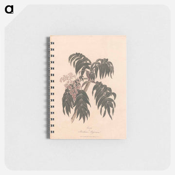 Cusso or Banksia Abissinica
 - ジェームス ヒース Memo.