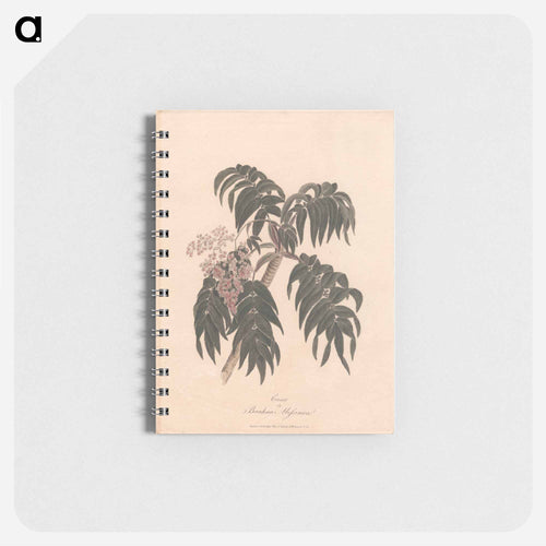 Cusso or Banksia Abissinica
 - ジェームス ヒース Memo.