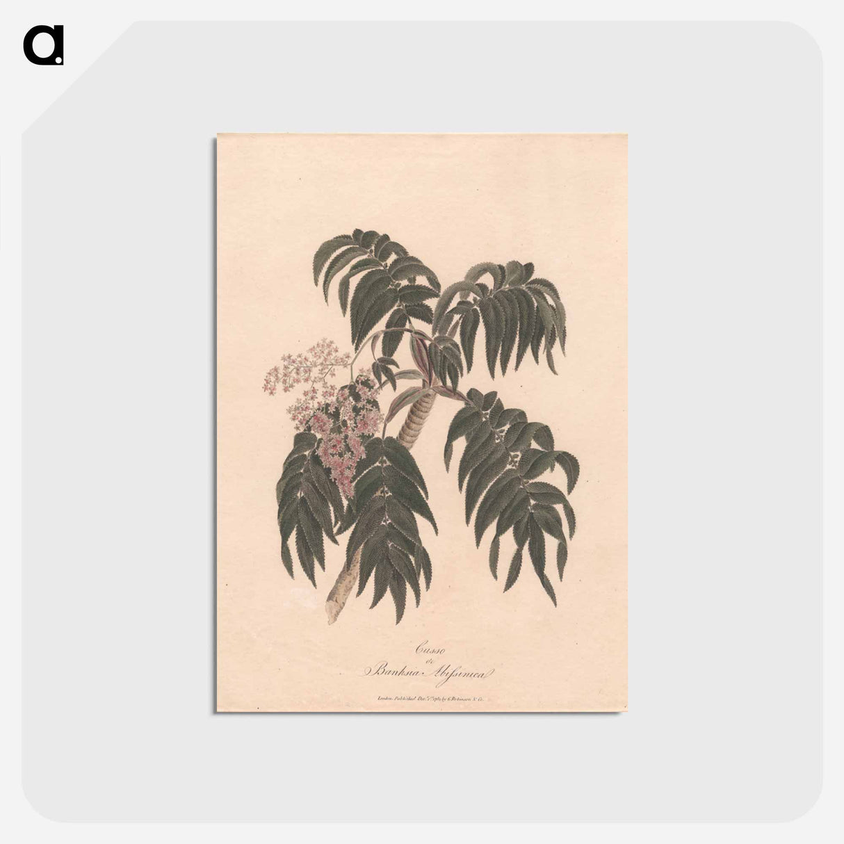 アートポストカード-Cusso or Banksia Abissinica
 - ジェームス ヒース Postcard.